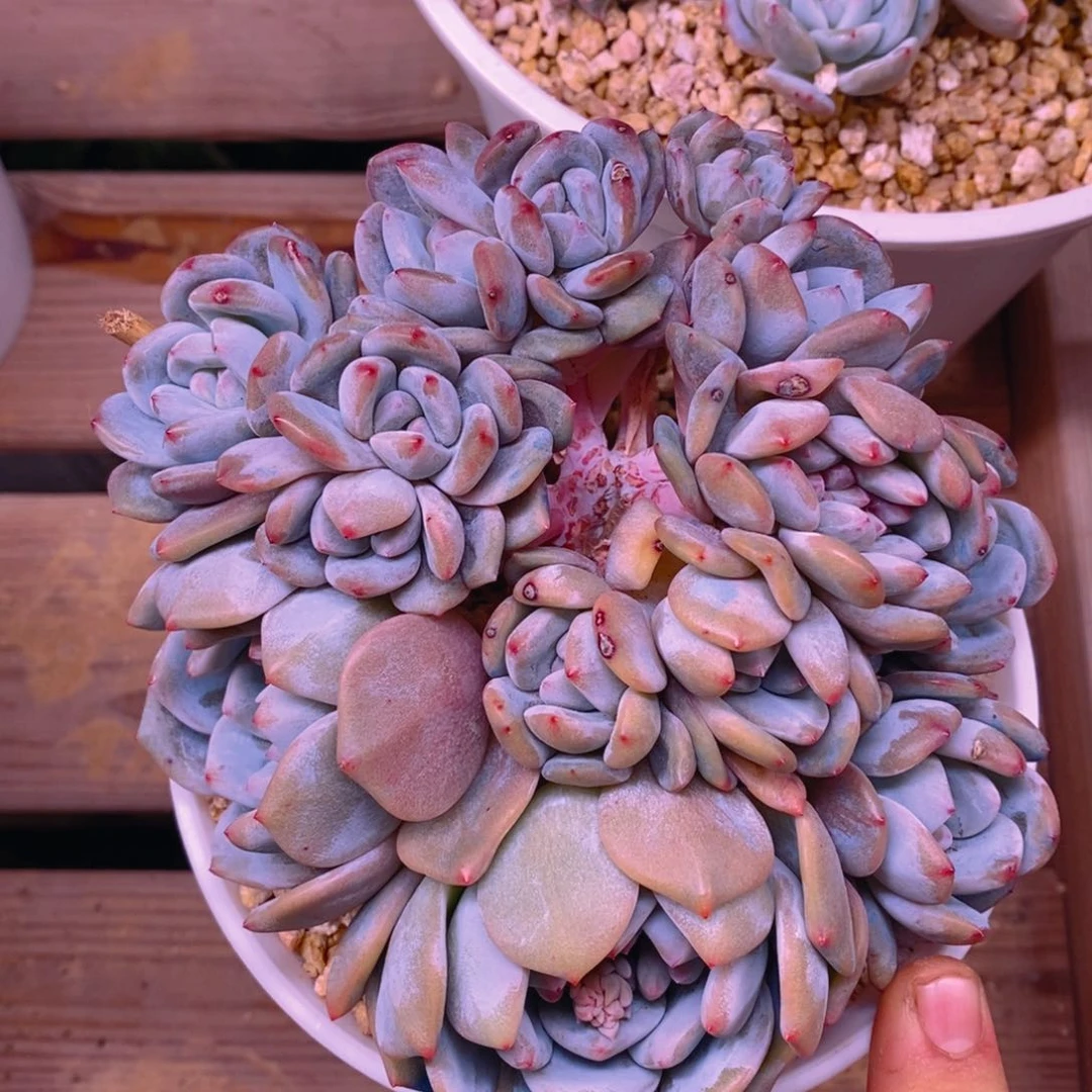 又****子111111111111