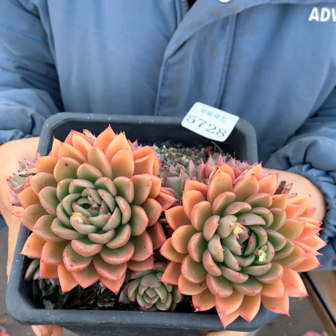 5728瑕疵不售后特价处理