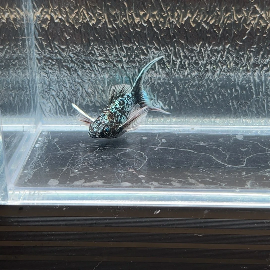 孔雀鱼玛丽鱼一条电镀母