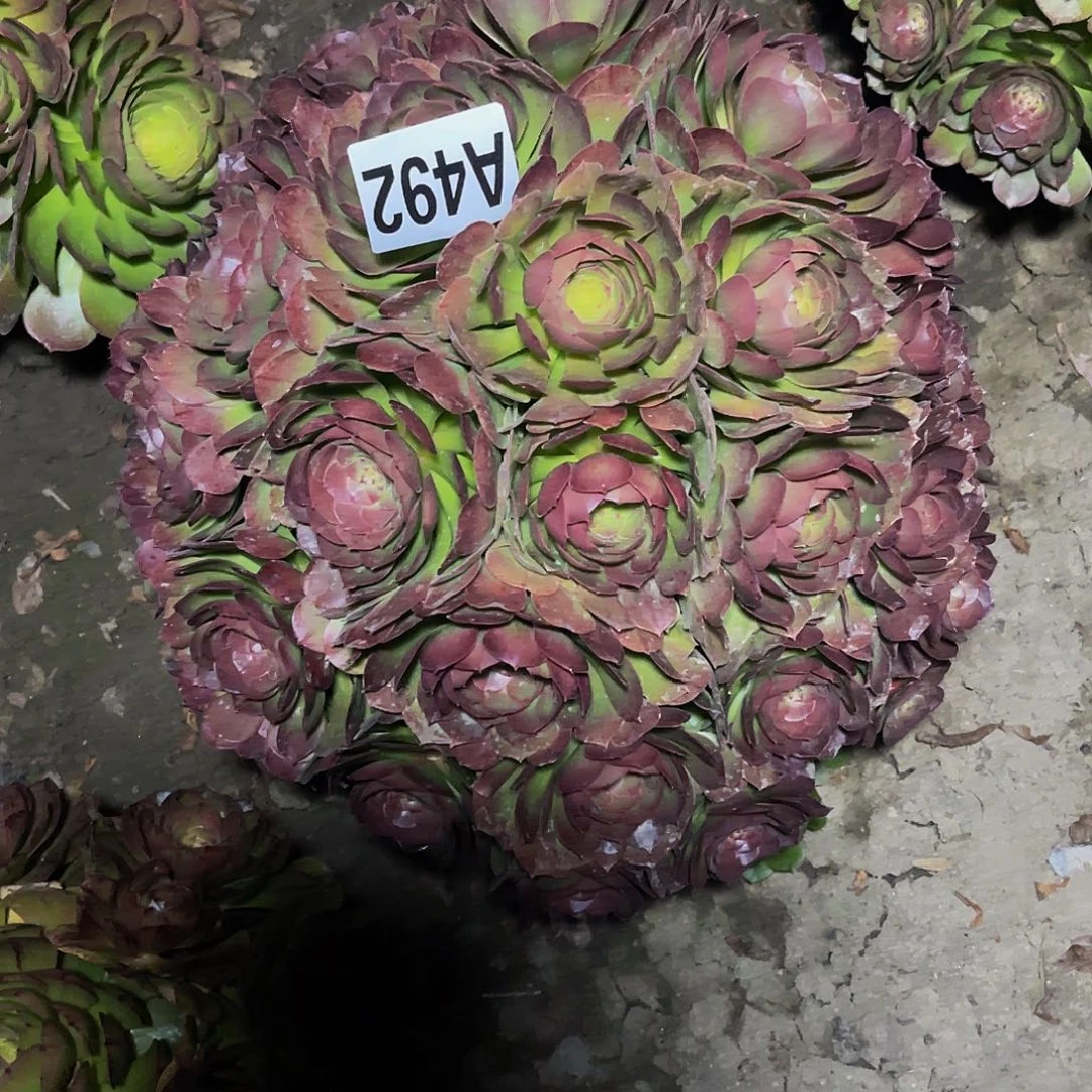 万圣节法师14–33包邮