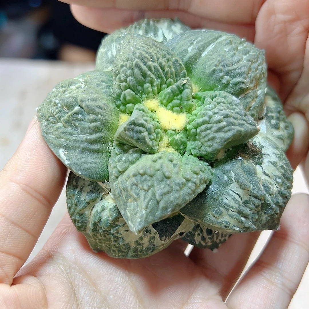 18号自根牛舌怒7.7公分