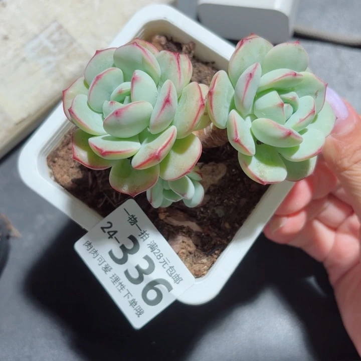 白底香草无盆土发货无盆土