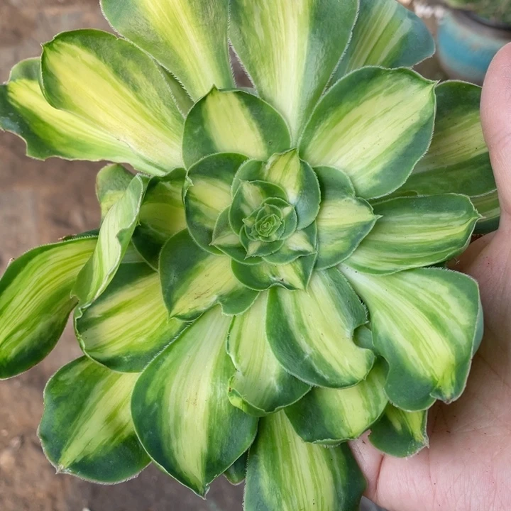 11暴君多肉12344678多肉