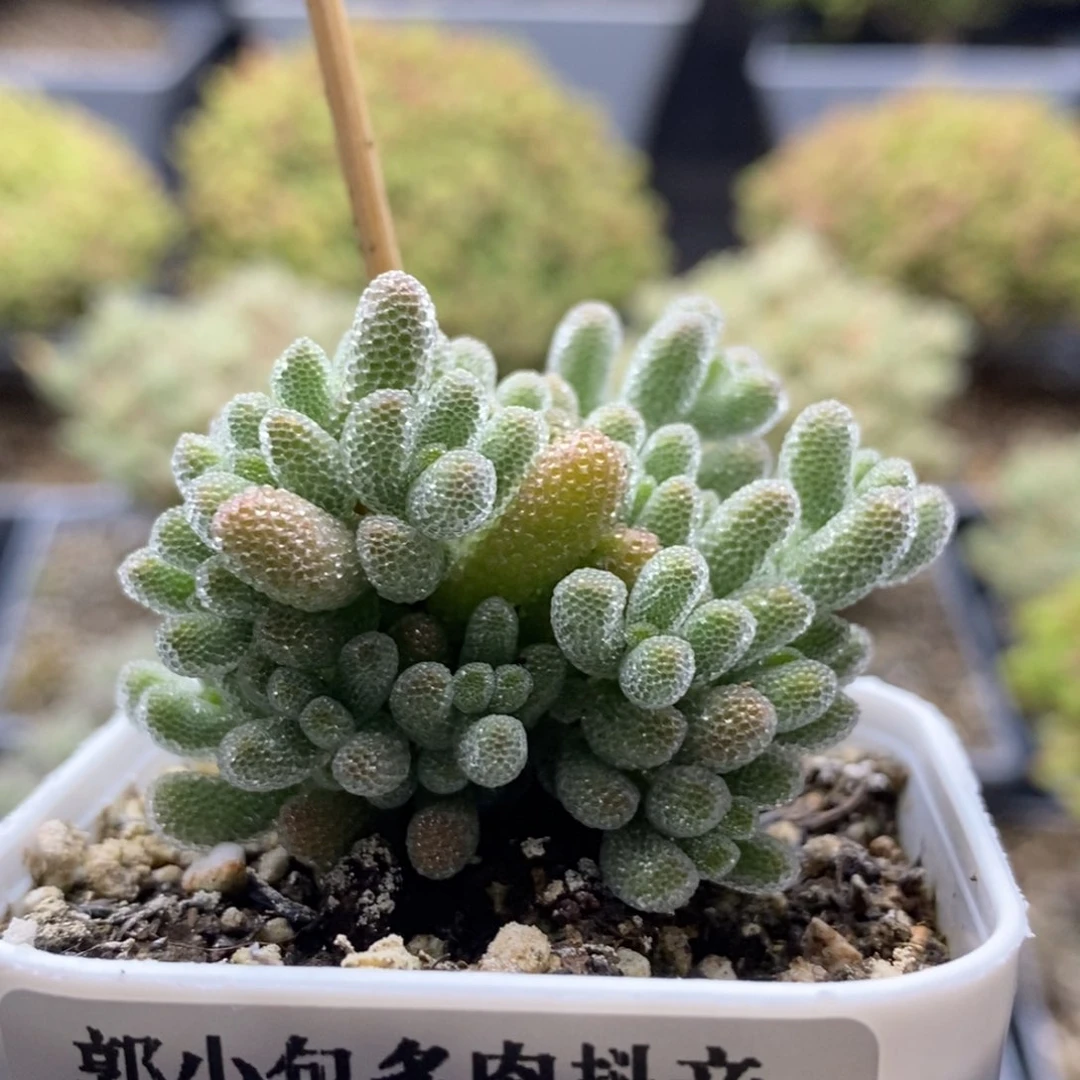 冰钻5464枝干番杏