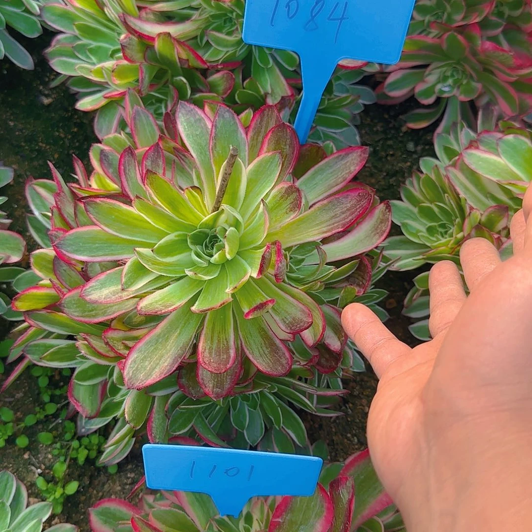 1084海王多肉哦哦哦哦哦