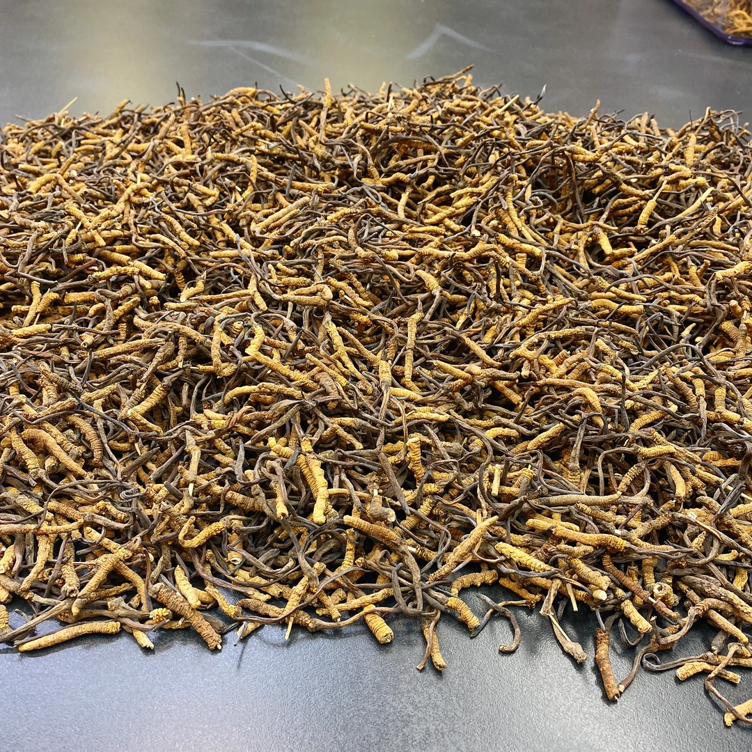 【飞飞精选】2300支西藏大自然断草