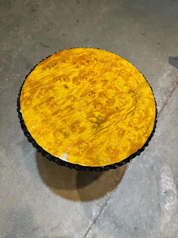 黄金樟 干炮台  直径37公分