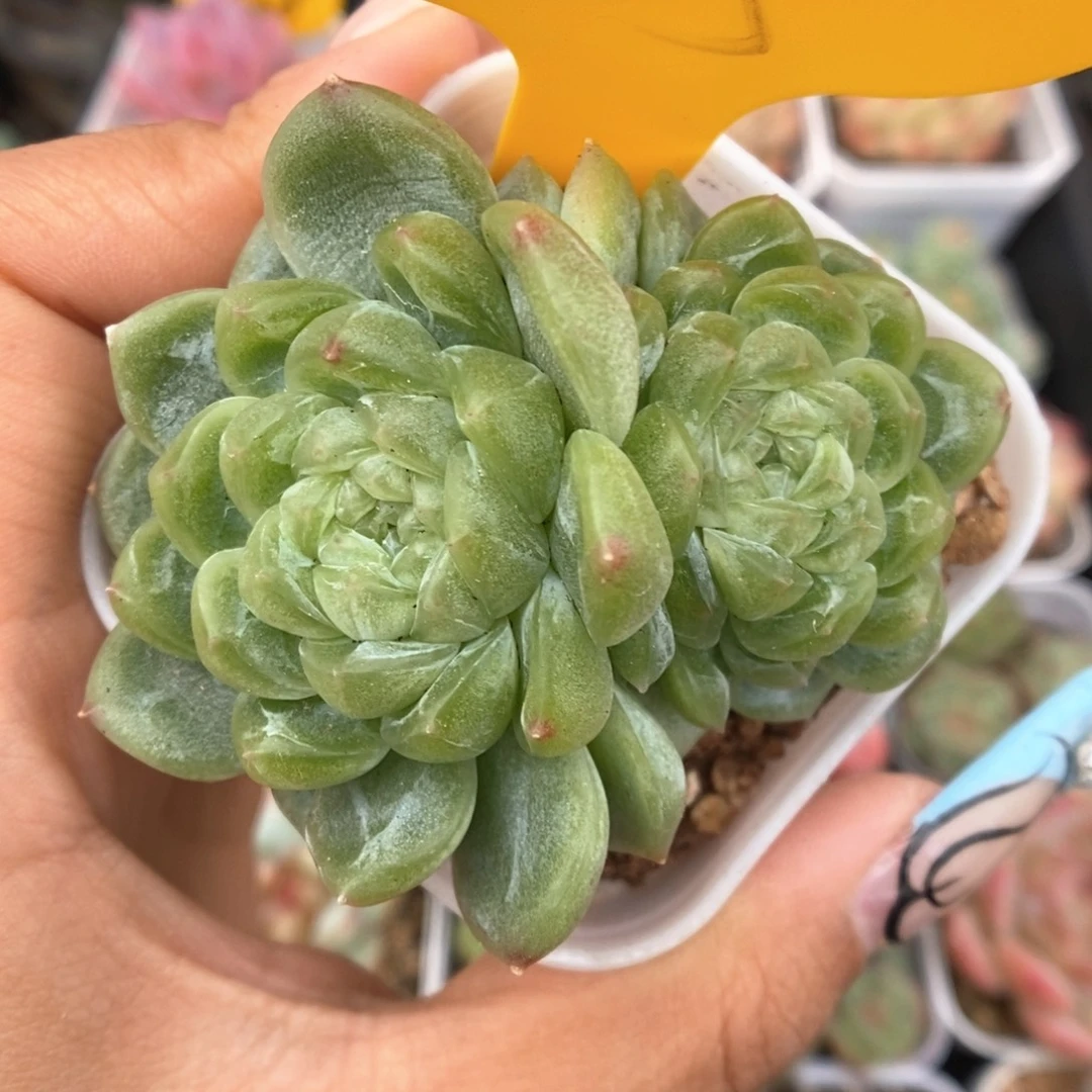 财富密码可拍735号