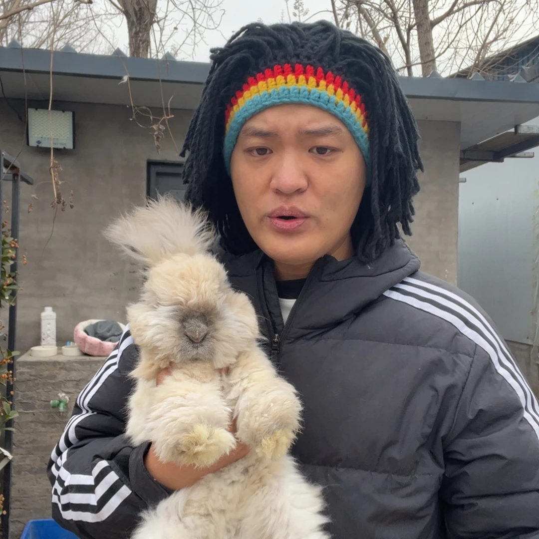 双血统英系安哥拉兔