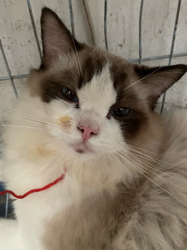 一物一拍 原生种蝴蝶兰