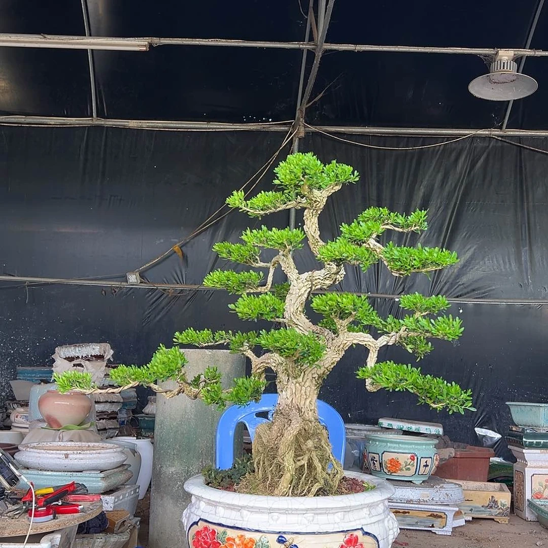 无花朵广东雀舌黄杨盆景