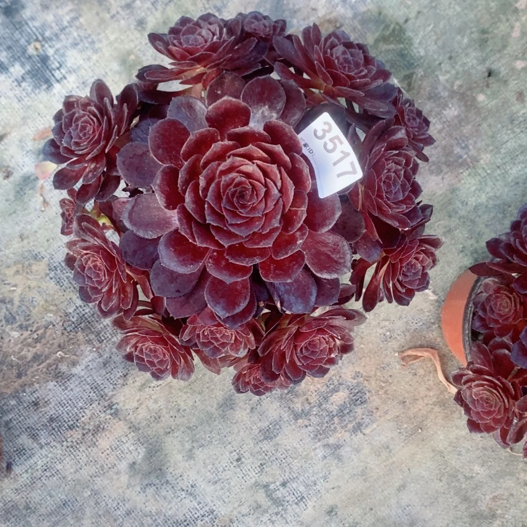 花花公子3517多肉1111