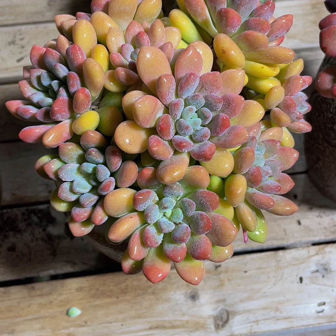 ****李棒棒糖多肉植物群