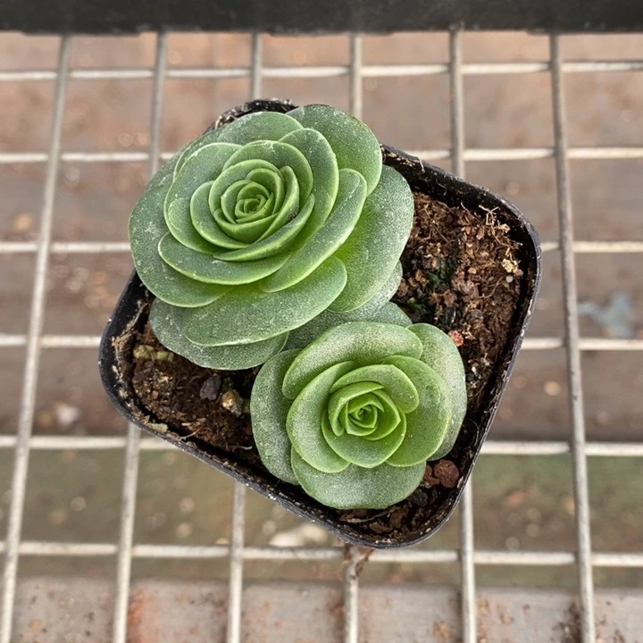 伯克利的故事是在他与一