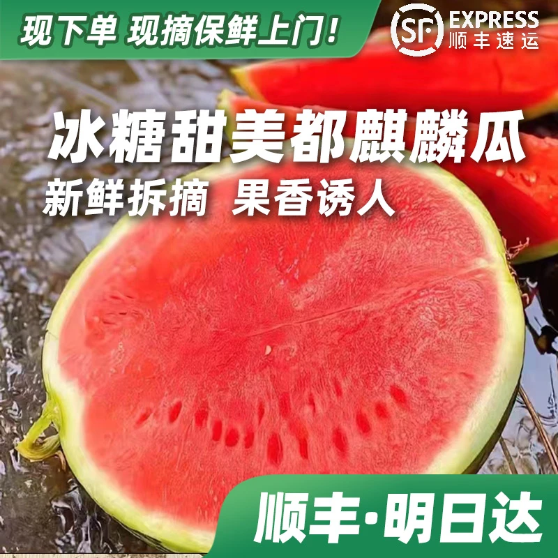 【次日到】美都麒麟瓜新鲜头茬满口甜冰糖农家自熟脆甜多汁爆汁露天种植（微微白籽或嫩籽 建议慎拍）上海市