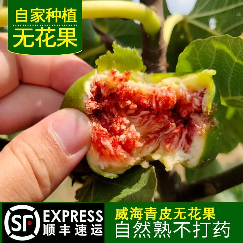 【顺丰快递】于胖子 威海无花果 果园直发 口感清甜3斤/5斤