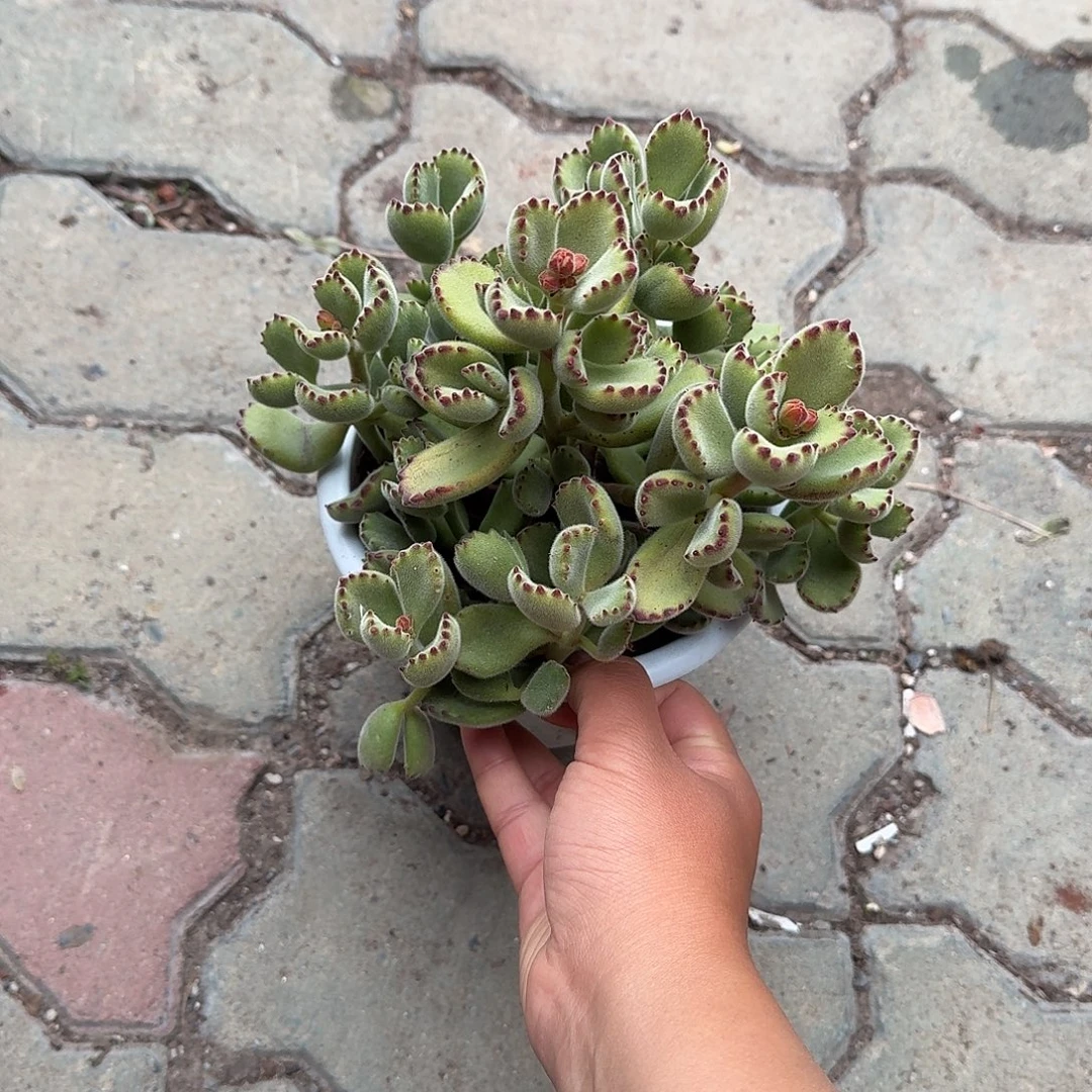 大号绿熊童子多肉植物