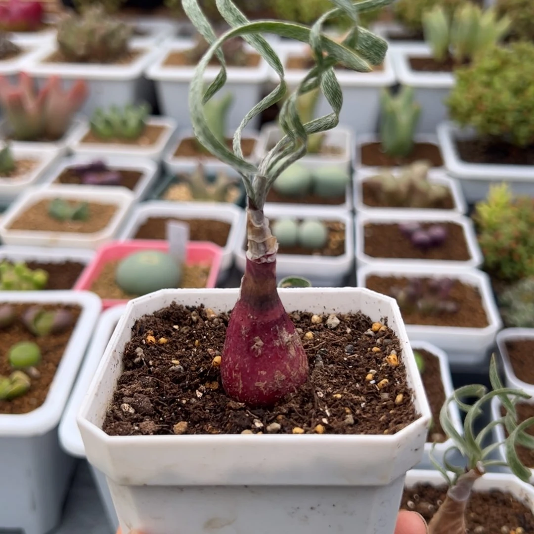 510号毛g属弹3.4多肉