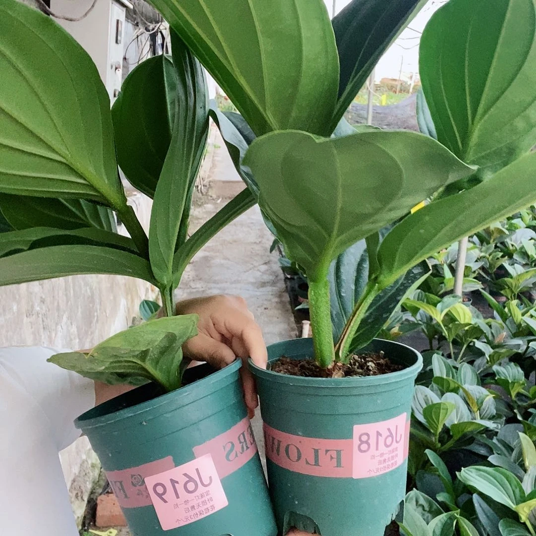 无花朵莒****市木本花卉618.619