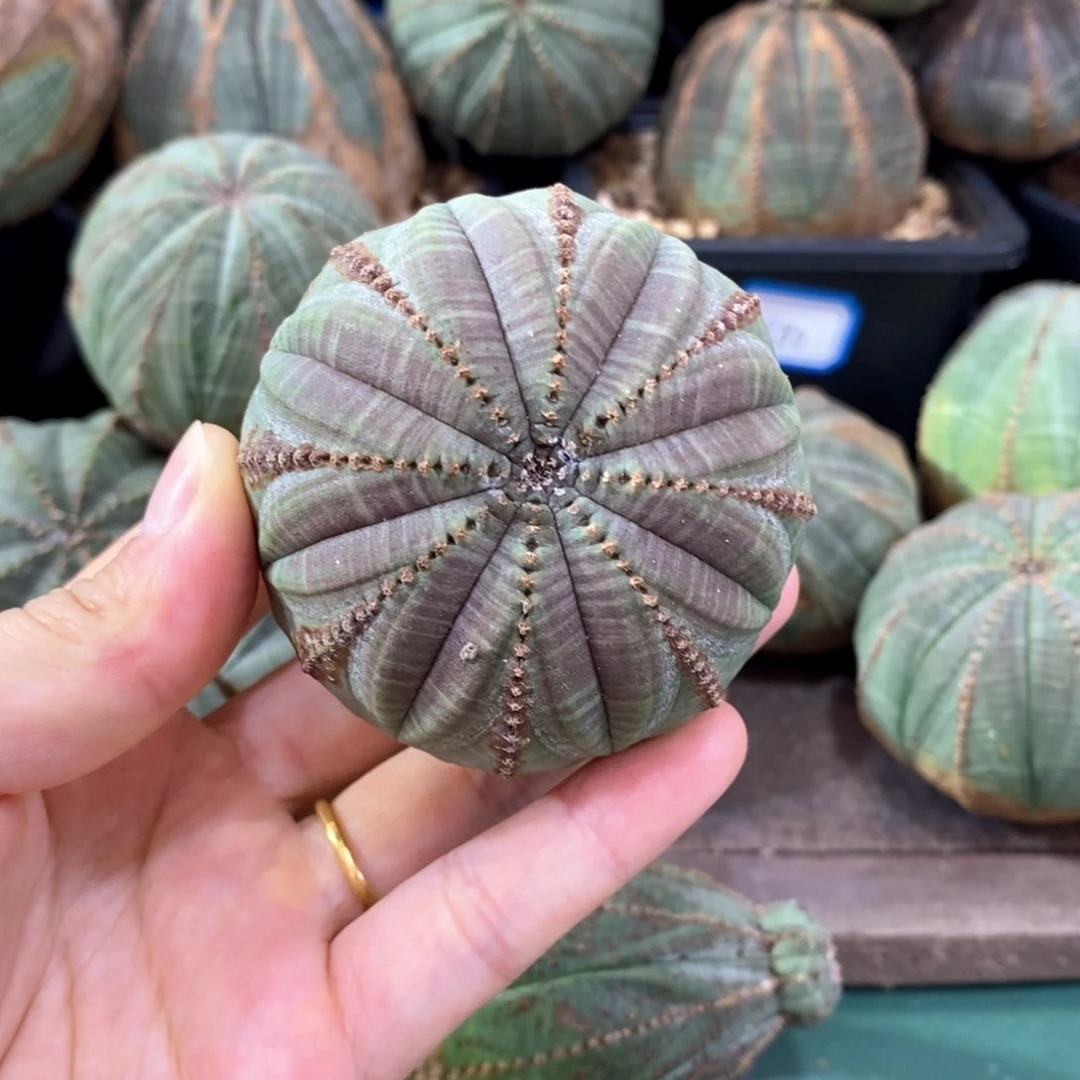 原产地布纹球发货九折，寄养原价