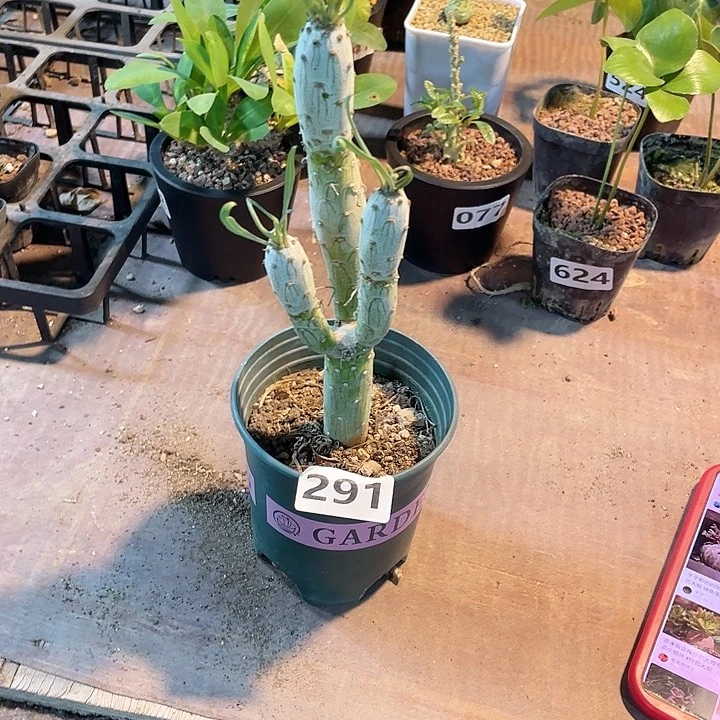291天龙燕雀树块根