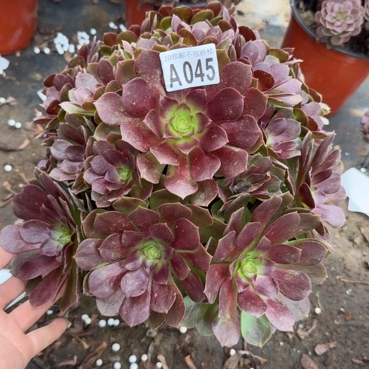 赤焰莲……多肉植物……