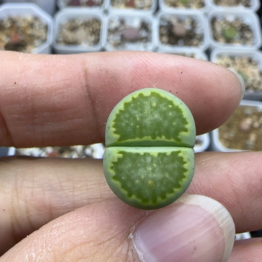 240全窗青苔绿菊福利