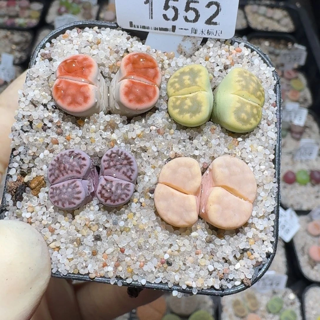 zzz福利捡漏就1552