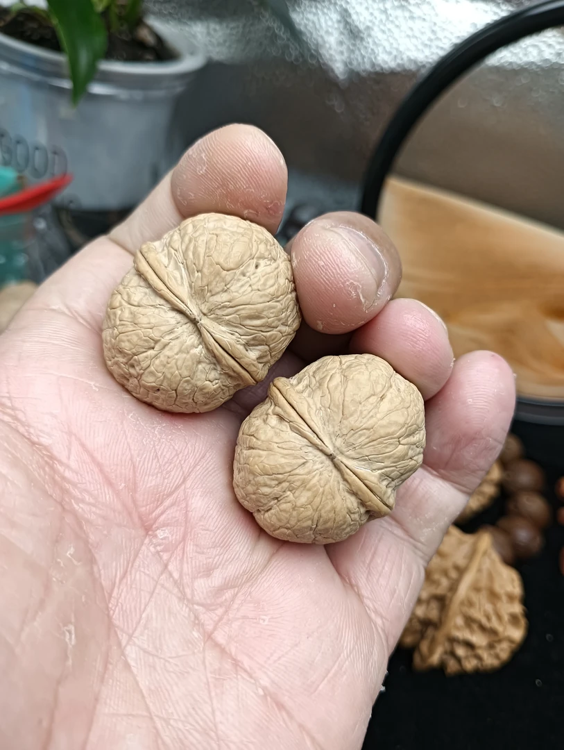 文玩核桃云南野生小龙珠