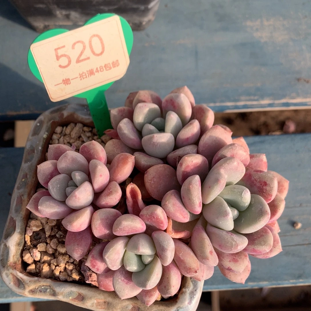 花斑露老桩平头520