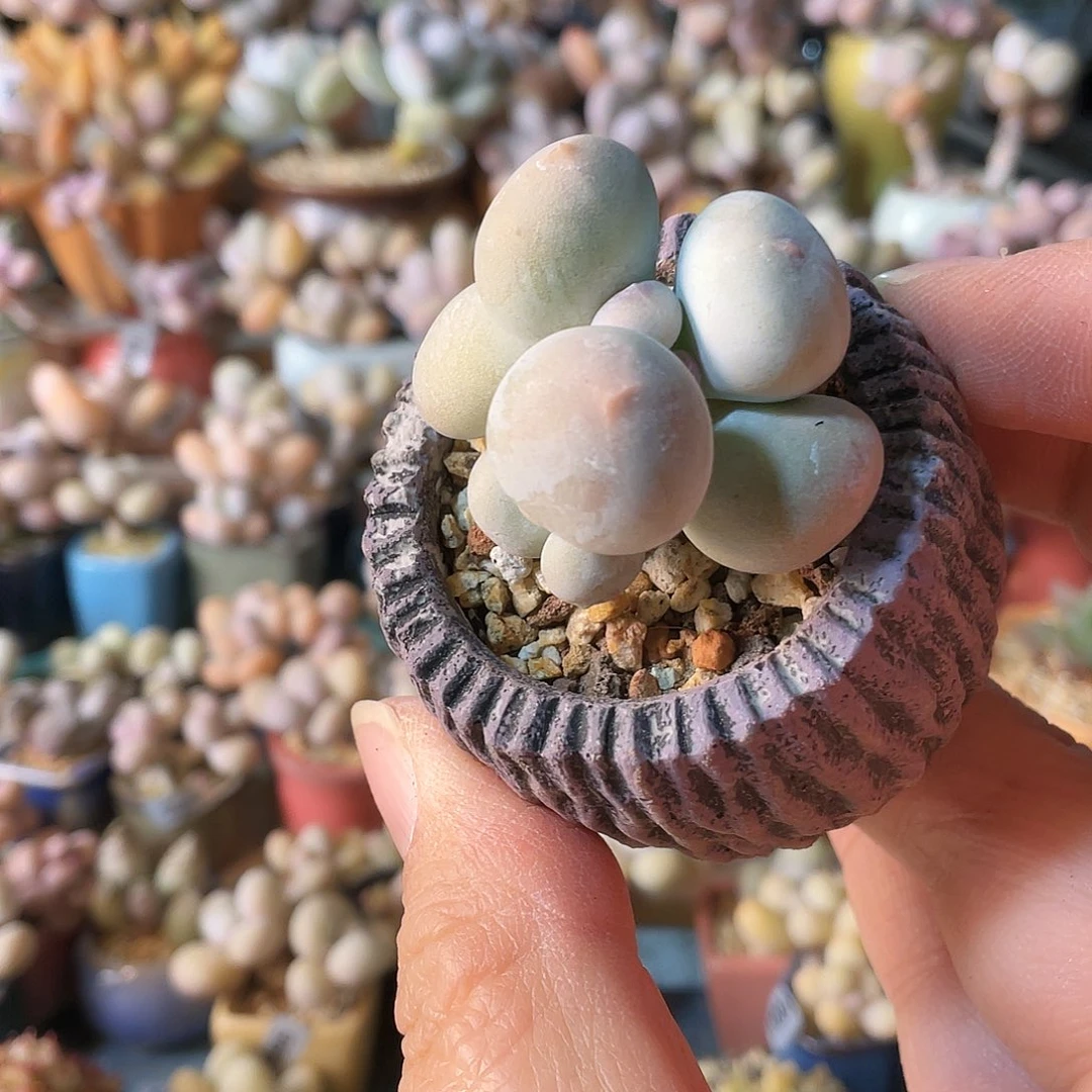 初***一多肉植物的生长发育和生长发育