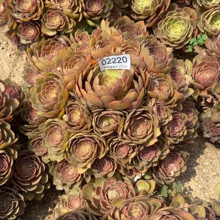 嘴***猫02220红磨多肉植物