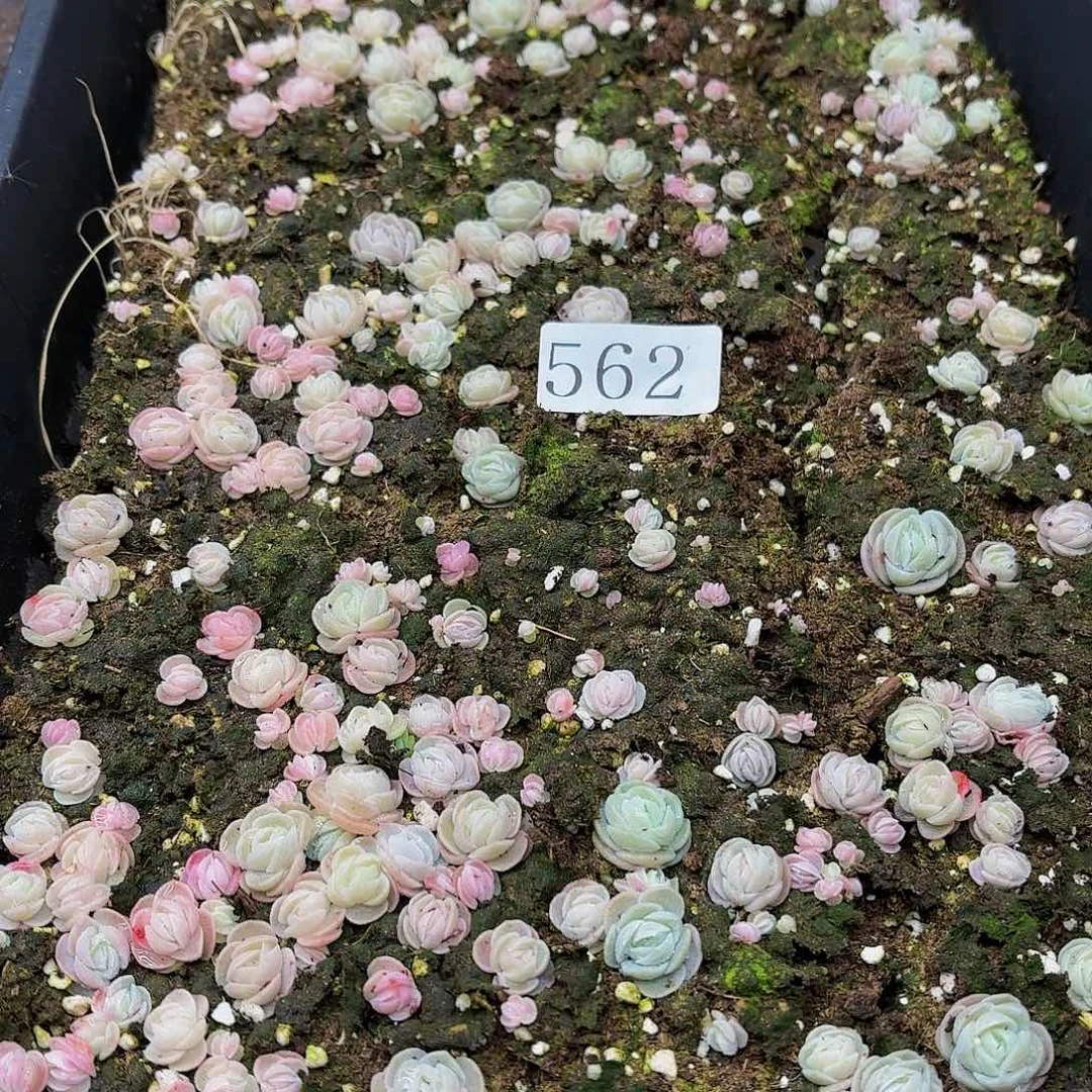 多肉植物多肉植物562