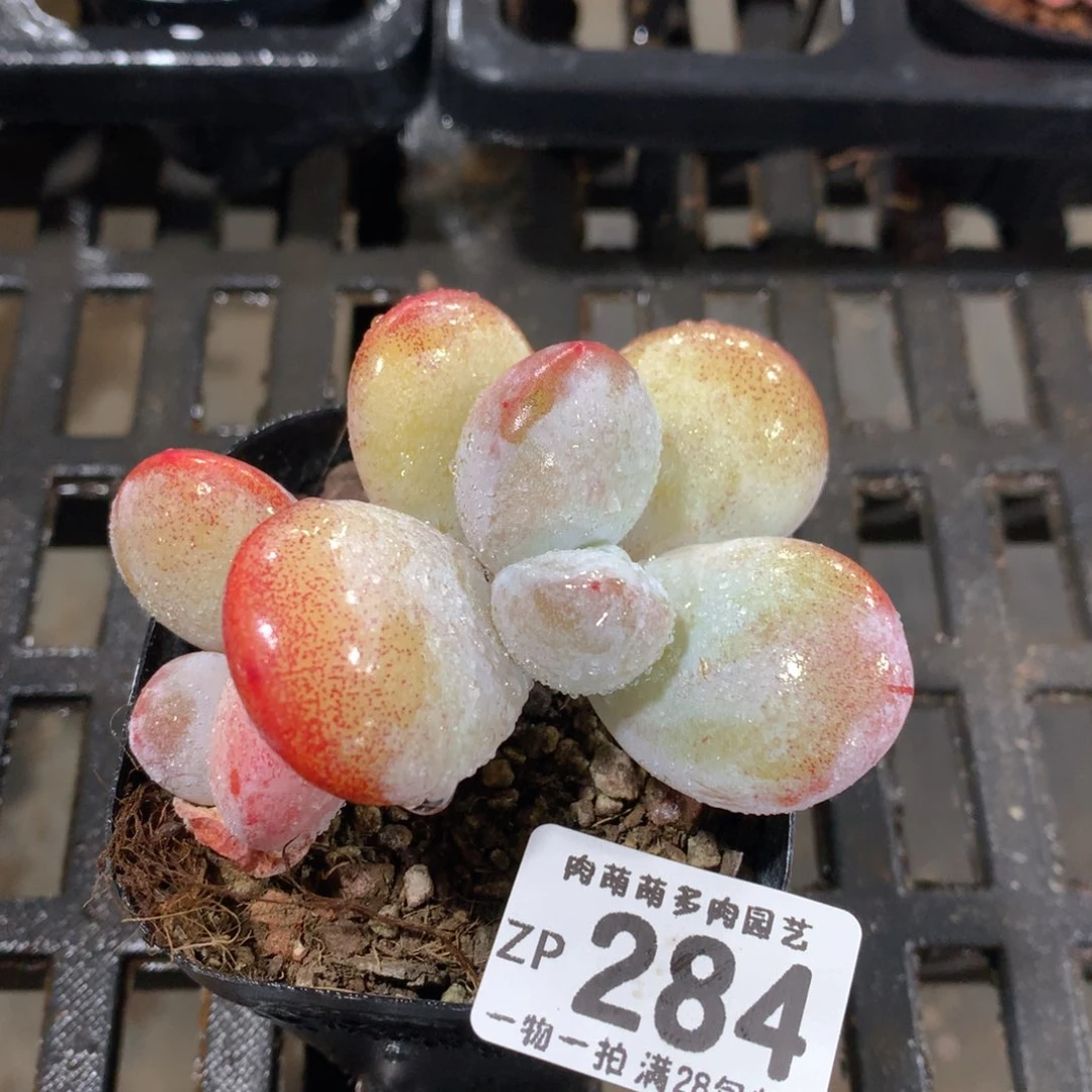 肉萌萌拇指盆精控多肉ZP284