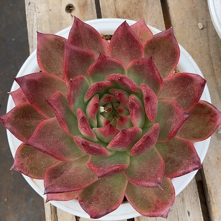 开播福利大漏红色系1