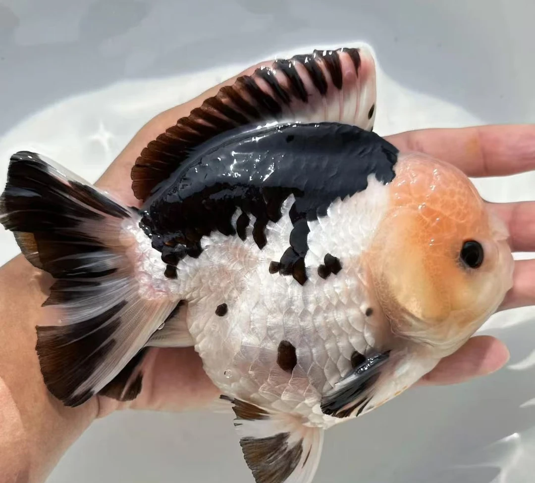 金鱼观赏鱼顶红兰寿猫狮泰狮花狮百褶冷水鱼好养耐活