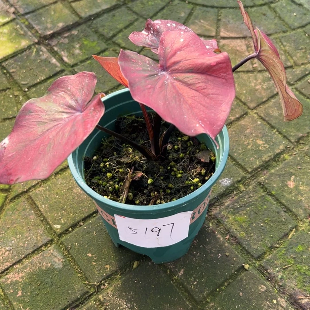 听***鱼完全开放5197泰彩