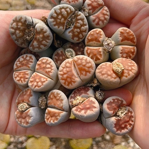 【闪购商品】25852