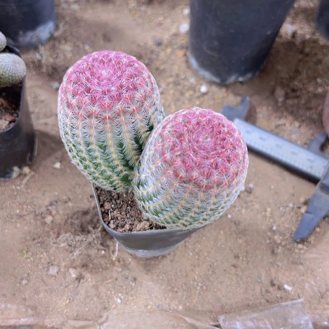 缘***此我是一言不合就发疯是因为你