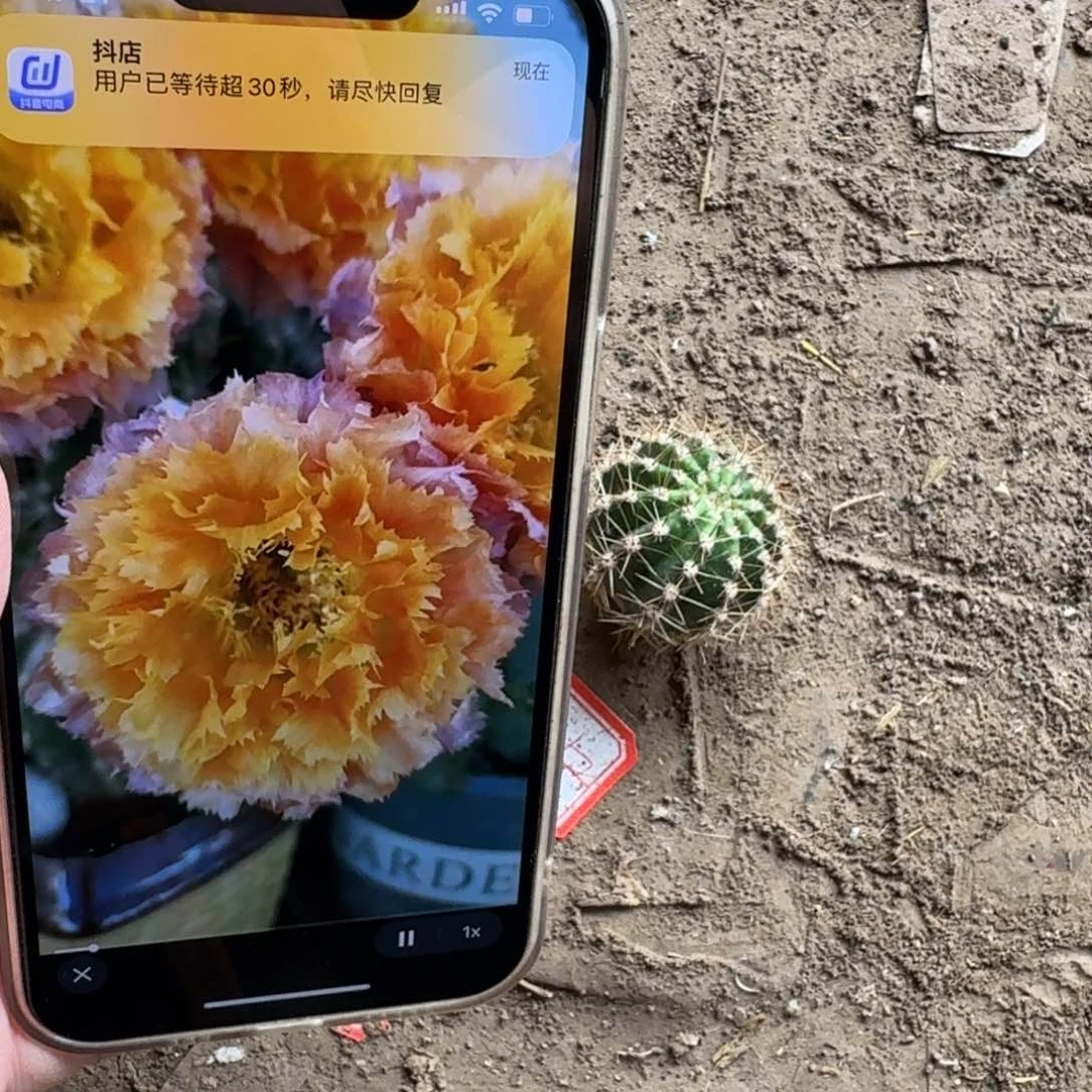 265彩草洛可可歪无根侧牙不好生根，20包邮