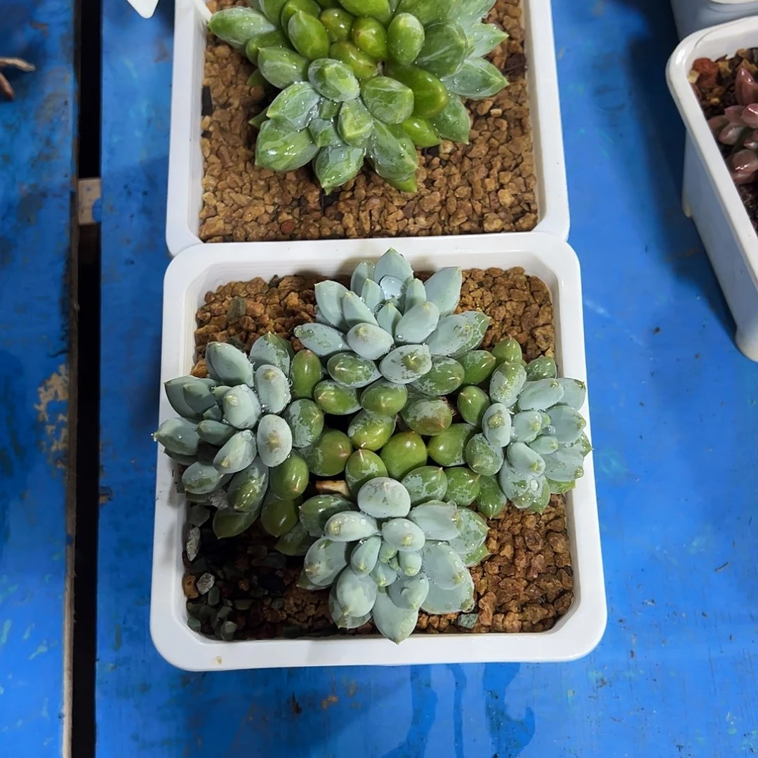 ****º美人2颗群多肉植物