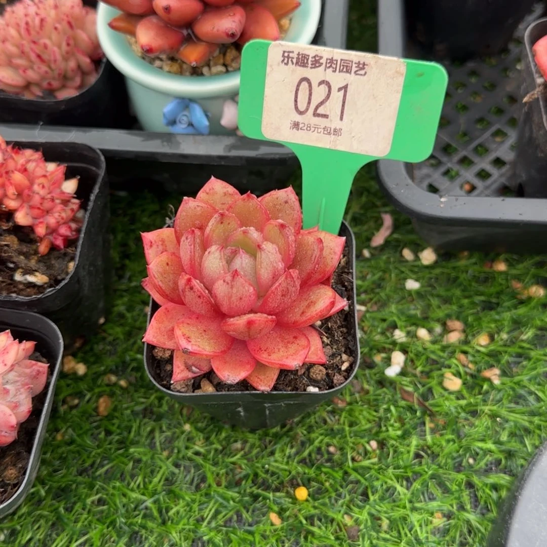 多肉植物1111111111