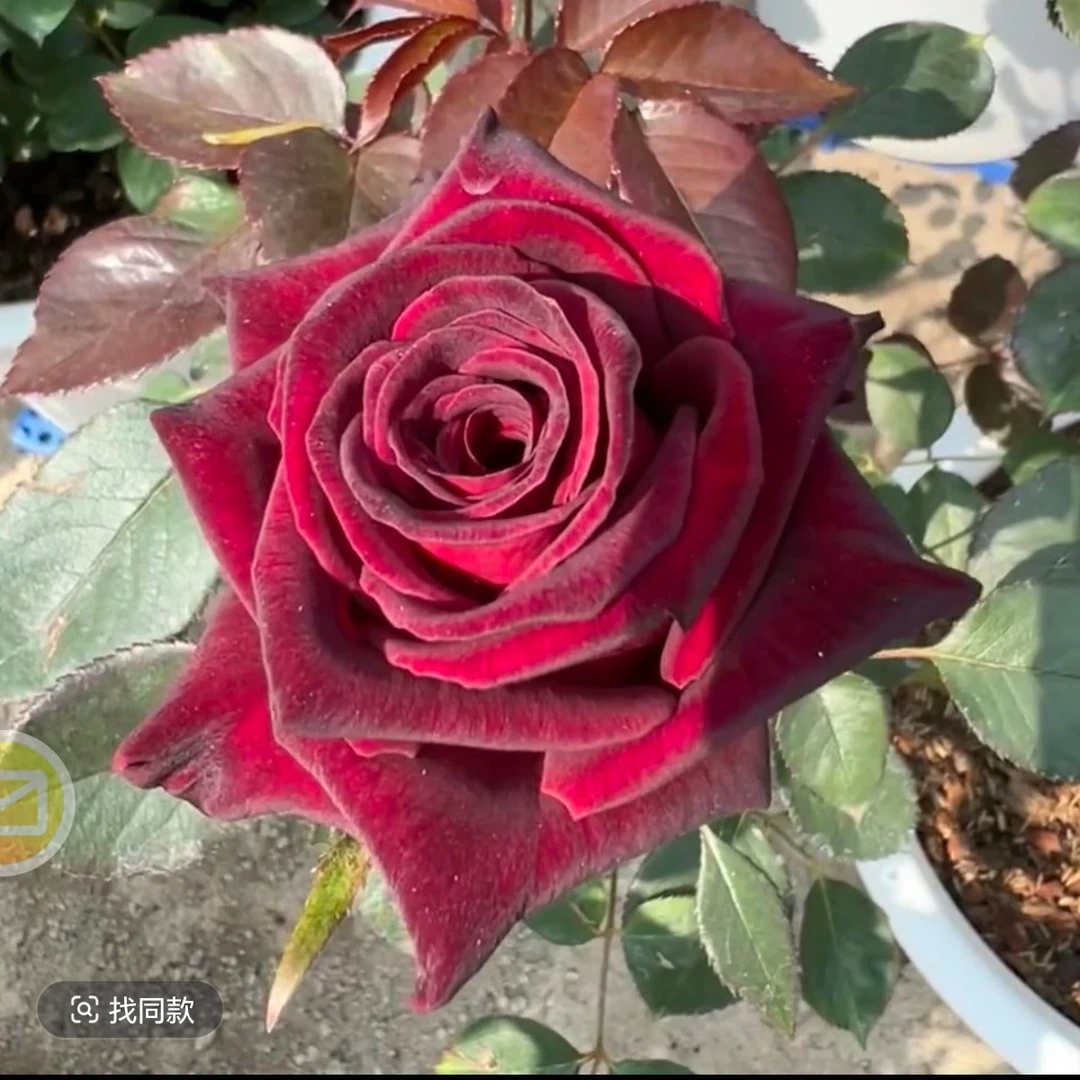 暗香 超新品黑巴克升级版大花浓香多季节重复开花