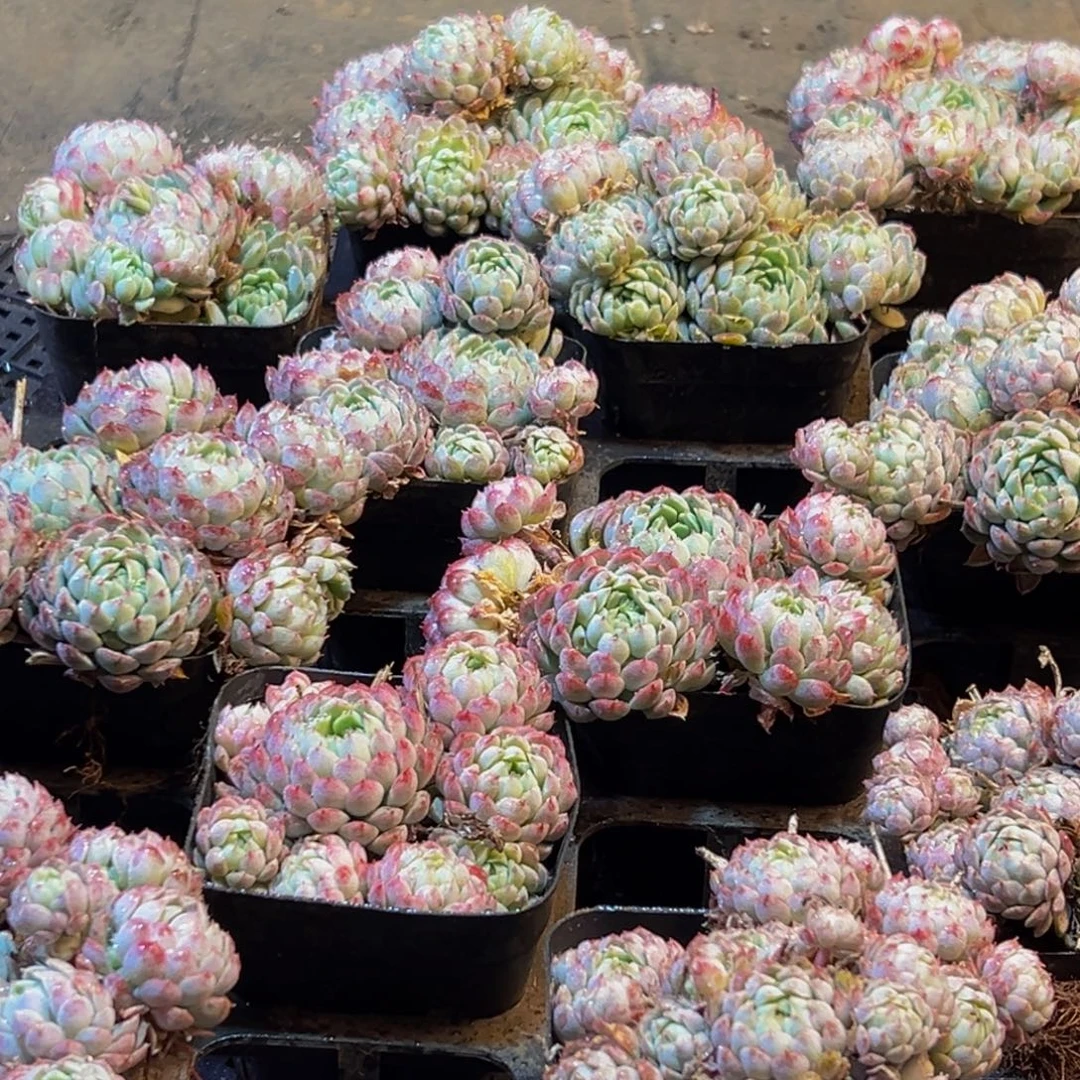 859多肉葡萄的味道是真的很