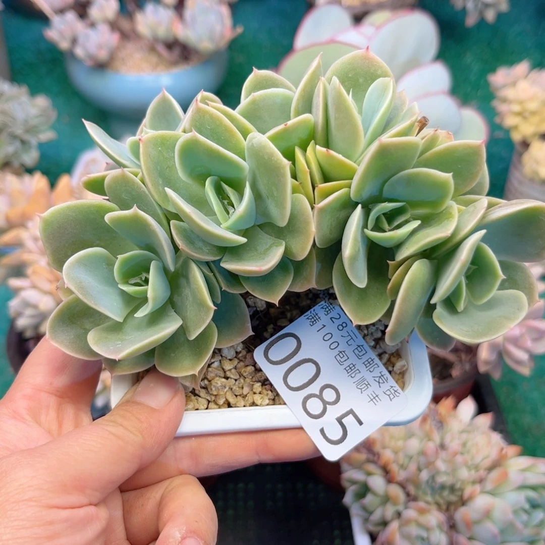 大0085；b x b c n b b n