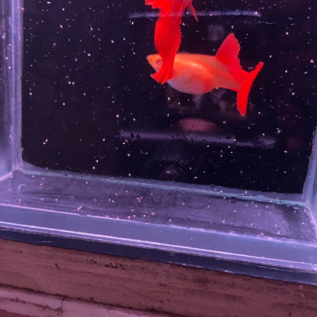 爱***舍孔雀鱼精品血红一对