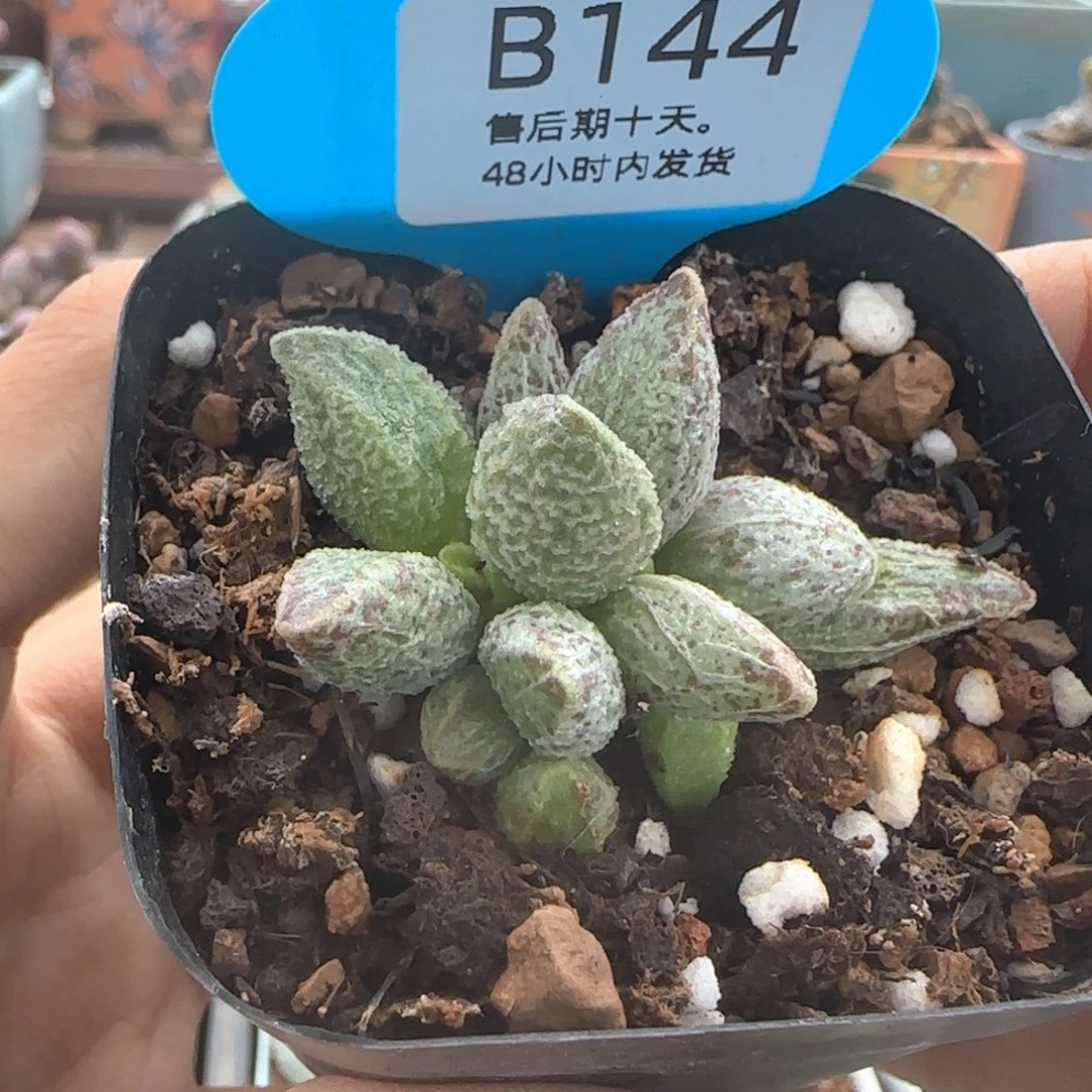 七彩仙女。    144。