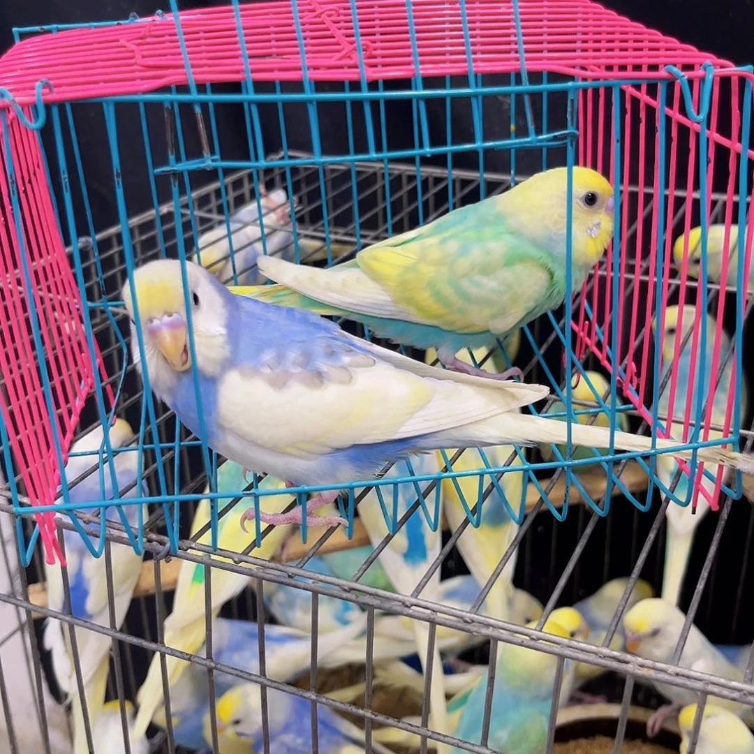 &***白虎皮鹦鹉金彩虎皮鹦鹉绿珍珠彩公紫色彩显项链背母