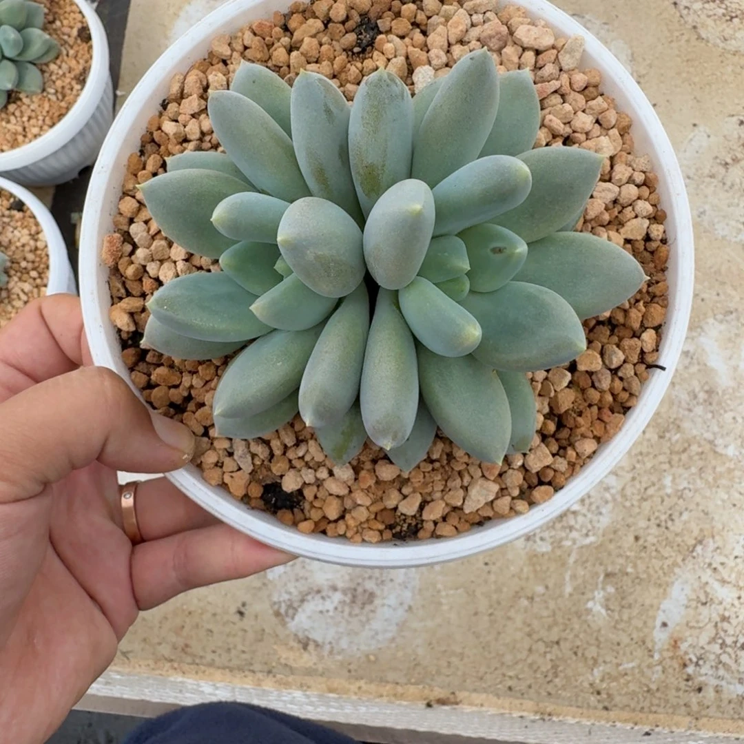 黄胖体 哥特 双头 一物一拍