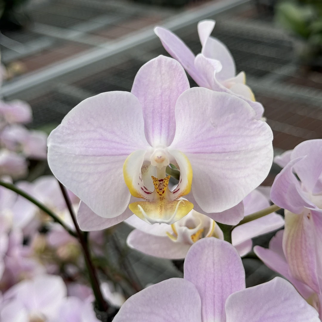 蝴蝶兰【天使的眼泪】双梗3.5寸杯全花发